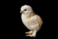 Chicken that finishes being born black background Royalty Free Stock Photo