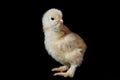 Chicken that finishes being born black background Royalty Free Stock Photo