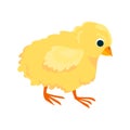 Chicken flat icon. Colored vector element from birds collection. Creative Chicken icon for web design, templates and