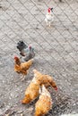 Chicken flock on backyard