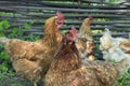 Chicken flock closeup