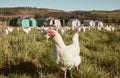 Chicken flock on farm, grass and green field for sustainable production, growth and ecology. Poultry farming, nature and