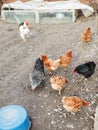 Chicken flock on poultry yard Royalty Free Stock Photo