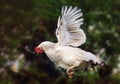 Chicken flying in nature, hen Royalty Free Stock Photo