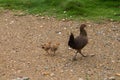 Chicken followed by two small chicks