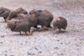 Chicken free range on the ground. Royalty Free Stock Photo