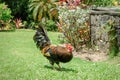 Chicken free-roaming in a tropical garden Royalty Free Stock Photo