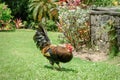 Chicken free-roaming in a tropical garden