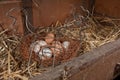 Chicken freerange organic eggs in wire basket Royalty Free Stock Photo