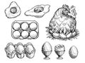 Chicken on the nest and fresh eggs, vector illustration. Farm vintage sketch. Royalty Free Stock Photo