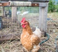 Chicken in front of chicken coop