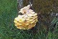 Chicken fungus growing on a tree