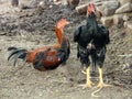 A pair of Chicken (Gallus gallus domesticus) with female on the ground : (pix Sanjiv Shukla) Royalty Free Stock Photo