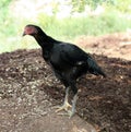 Female Chicken (Gallus gallus domesticus) searching for food : (pix Sanjiv Shukla) Royalty Free Stock Photo
