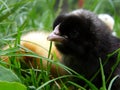 Chicken gamboge and black Royalty Free Stock Photo