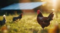 Chicken in a garden in the background photovoltaic solar panel