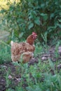 Chickens in the garden with green grass, brown chicken is walking in garden