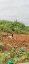 A chicken in the garden looking food