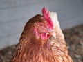 Chicken glancing at camera Royalty Free Stock Photo