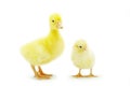 Chicken and gosling