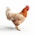 Innovative Techniques For Creating A Photo-realistic Chicken On A White Background