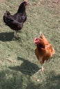 Chicken in grass on a farm. Orange chicken hen walk Royalty Free Stock Photo