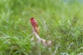 Chicken in The Grass