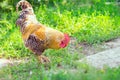 Chicken grazing on grass