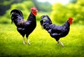 Two chicken on green grass