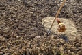 The chicken ground and shovel in vegetable garden Royalty Free Stock Photo