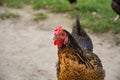 chicken grows in livestock farm