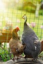 Chicken and guinea fowl on a sunny day