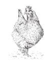 chicken hand drawing sketch engraving illustration style