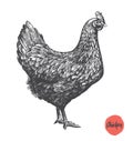 Chicken hand drawn illustration. Chicken meat and eggs vintage produce elements.