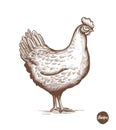 Chicken hand drawn illustration in engraving or woodcut style. Hen meat and eggs vintage produce elements. Badges and