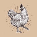 Chicken hand drawn illustration. Chicken meat and eggs vintage produce elements. Badges and design elements for the chicken