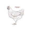 Chicken hand drawn illustration. Chicken meat vintage produce elements.