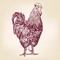 Chicken hand drawn vector llustration sketch