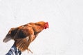 Chicken in the hands of a farmer isolated on whire background. Woman holding brown hen in her hands in the farm. Banner