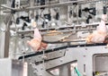 Chicken hang on conveyor to automated line in Chicken meat parts industry