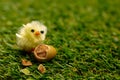 A chicken hatched from an egg. Broken chocolate egg and little yellow fluffy chick.