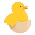 Chicken hatching at easter icon cartoon vector. Chick baby Royalty Free Stock Photo