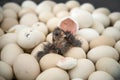 Chicken Hatching From Egg Royalty Free Stock Photo