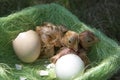 Chicken Hatching From Egg Royalty Free Stock Photo