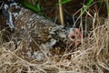 Hen hatching eggs in a nest Royalty Free Stock Photo