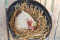 Chicken hatching eggs Royalty Free Stock Photo