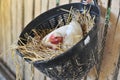 Chicken hatching eggs Royalty Free Stock Photo