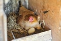 Chicken hatching eggs Royalty Free Stock Photo