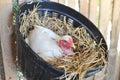 Chicken hatching eggs Royalty Free Stock Photo