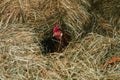 Chicken hatching eggs in a haystack